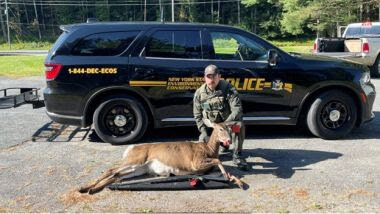 NYS environmental conservation officer Aric Boyes with an illegally killed deer in Sullivan County.